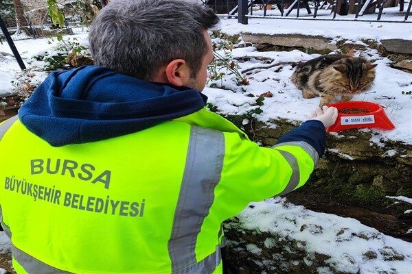 Bursa Büyükşehir Belediyesi, sokak hayvanlarına yiyecek dağıtımı yaptı. Büyükşehir Belediyesi