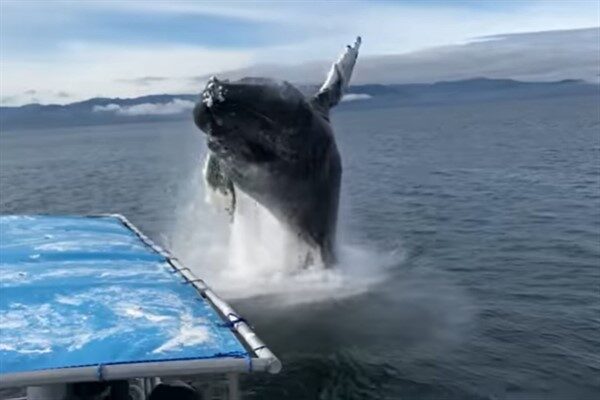 Cork Whale Watch'ı yöneten Colin Barnes, aşırı sardalya avcılığının deniz