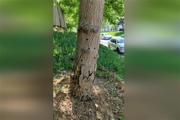 İstanbul Büyükşehir Belediyesi (İBB) Park Bahçe ve Yeşil Alanlar Dairesi