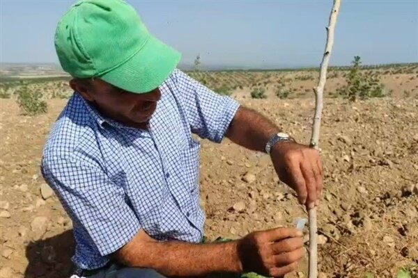 Her yıl ortalama 20 Mayıs’ta başlayan ve 10 Haziran’a kadar