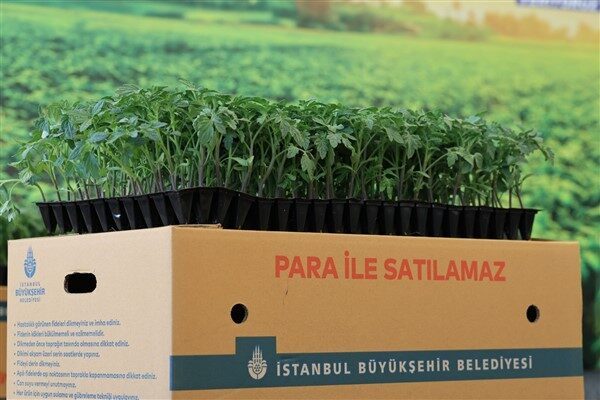  Yazlık sebze üreticilerine domates, biber, hıyar, patlıcan ve karpuz fideleriyle