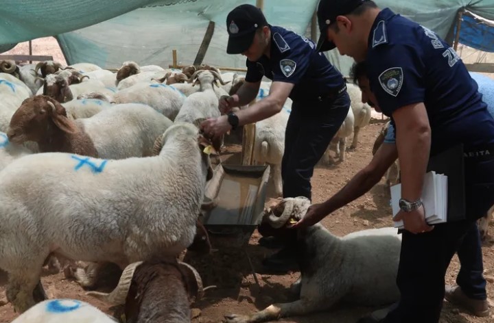 Bayram Öncesi Gaziantep’te Denetimler Arttı Büyükşehir Belediyesi, Kurban Bayramı öncesi kurban satış noktalarında denetimlerini artırırken,