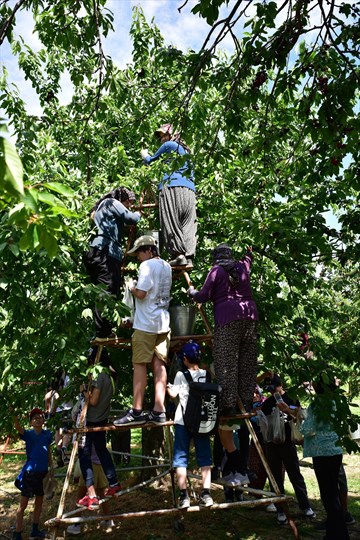 Denizli Büyükşehir’den Kirazla Kültürel Buluşma Büyükşehir Belediyesi’nin, şehrin turizm değerlerini uluslararası platformlarda tanıtma çabaları meyvelerini