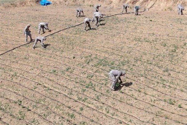 Diyarbakır İl Jandarma Komutanlığı taradından Lice ilçesi kırsalında düzenlenen 'Narkotik-5 Operasyonu'nda toplam
