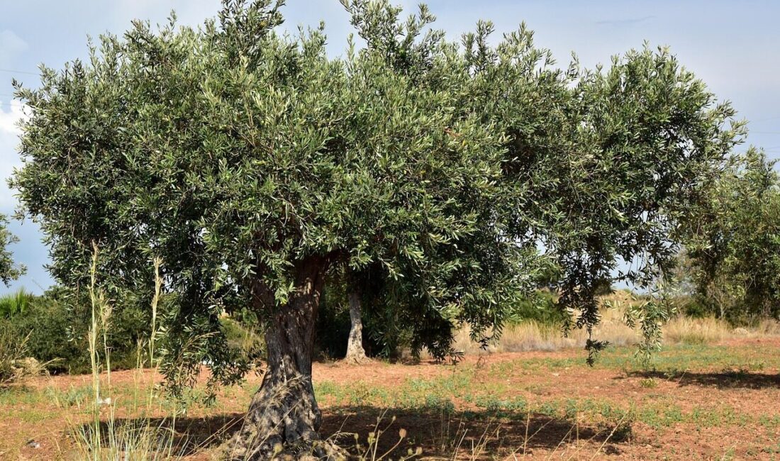 Kamuyu Aydınlatma Platformuna (KAP) yapılan açıklamada, ''Şirketin, Adana'nın Yüreğir ilçesi